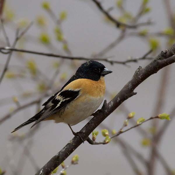Järripeippo, Brambling, Fringilla montifringilla